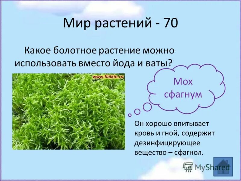 Вместо йода. Мох сфагнум вместо ваты. Растение вместо ваты. Сфагнум представители. Растение вместо йода.