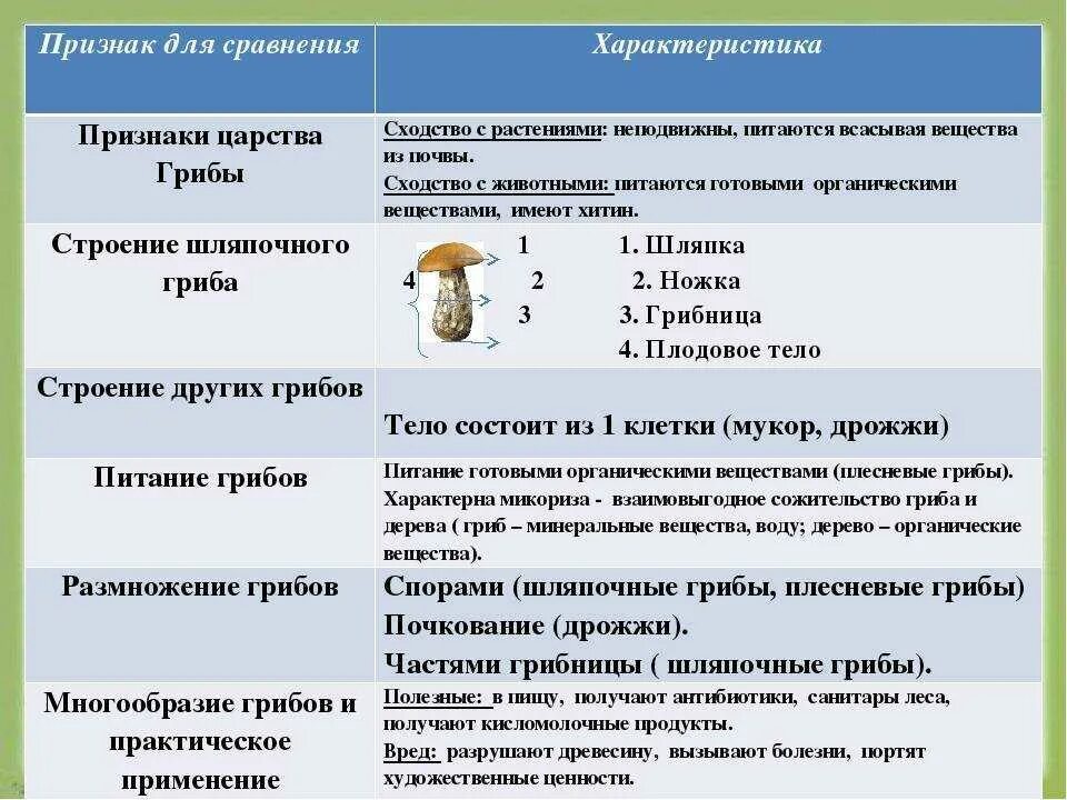 В чем сходство и различие шляпочных грибов. Таблица по биологии 5 класс царство грибы общая. Краткая характеристика грибов 5 класс биология кратко. Характеристика царства грибы 7 класс кратко. Общая характеристика грибов 6 класс биология таблица.