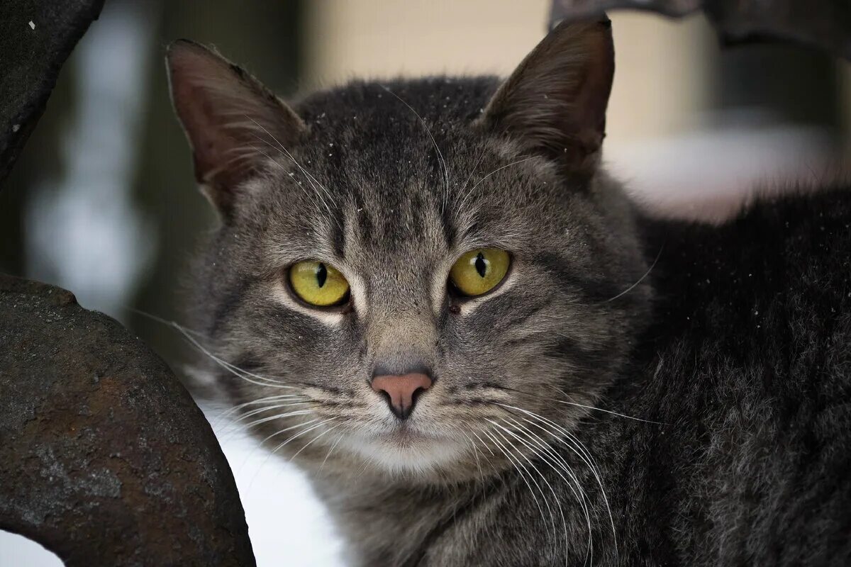 Как выглядят серые коты. Дымчатый котенок британец. Как выглядят серые коты. Как выглядят серые коты. Европейская голубая короткошерстная кошка.