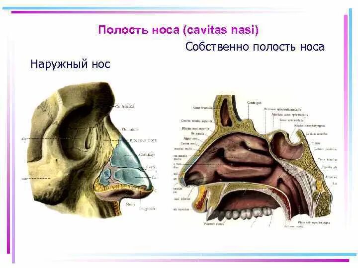 Строение наружного носа. Полость носа анатомия строение. Полость носа анатомия дыхательная система. Наружный нос и полость носа анатомия. Анатомия носовой полости наружный нос.