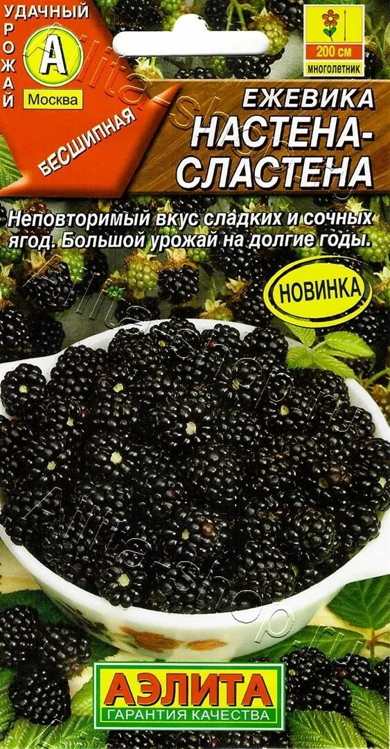 Ежевика настена сластена. Семена ежевики. Ежевика настена сластена фото. Ежевика настена сластена фото. Ежевика настена сластена.