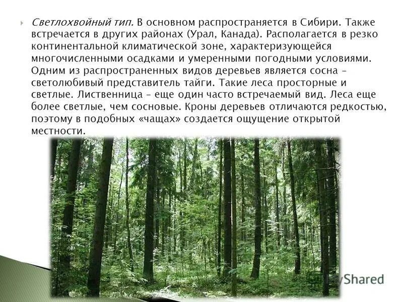 светлохвойные леса. светлохвойная тайга географическое положение. светлохвойная лиственничная тайга. где преобладают светлохвойные леса. тайга темнохвойная и светлохвойная таблица.