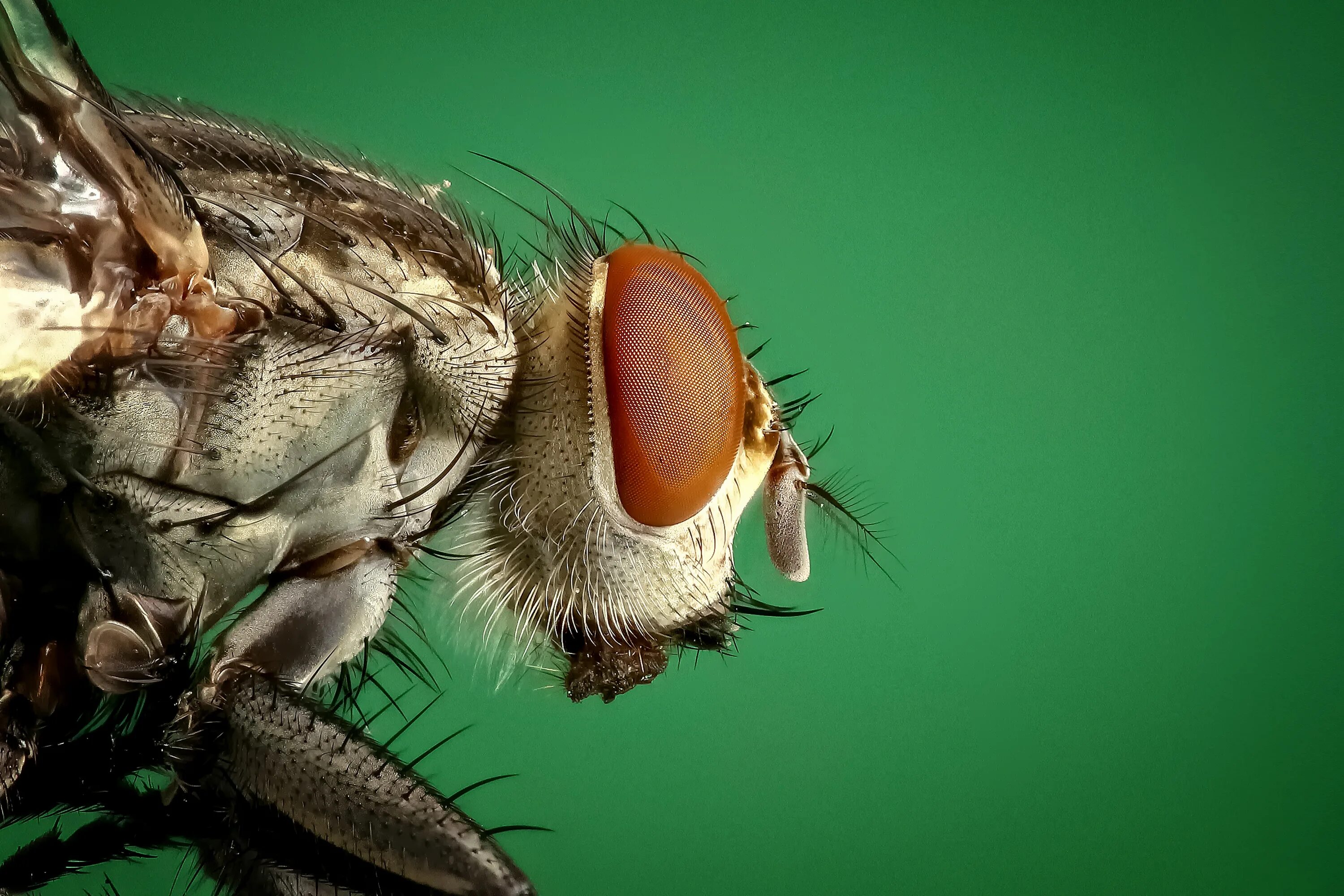 Хоботок мухи. Megapropodiphora Arnoldi Муха. Необычные мухи. Муха белка