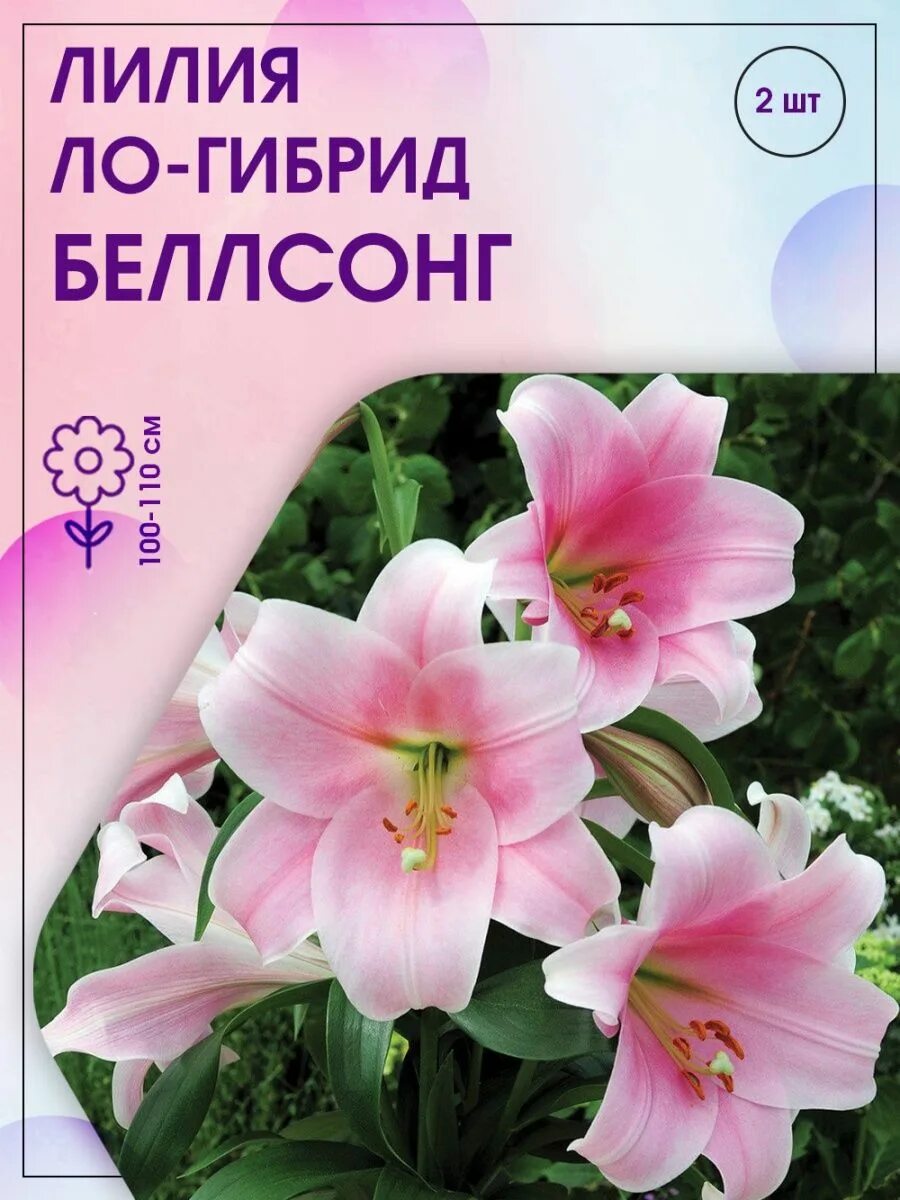 ЛУЧШИЕ ЛИЛИИ ДЛЯ НАШИХ САДОВ Лилии, Цветение, Цветы