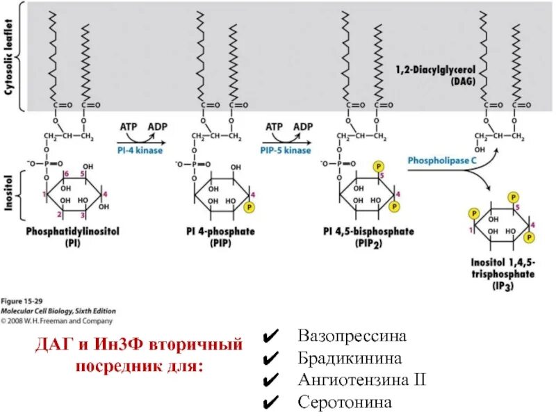 Pip 24.1. Pip2 биохимия. pip2. pip2 structure. схема преобразования серотонина.