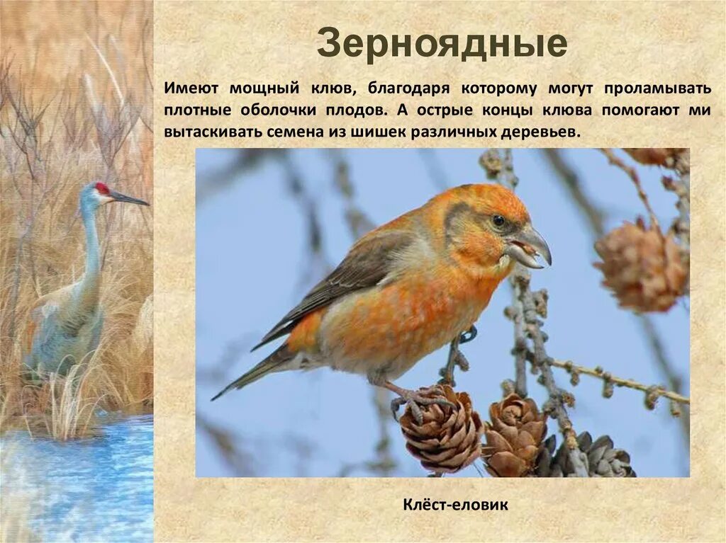 Растительноядные птицы. Птицы хищные, растительноядные, всеядные. Растительноядные птицы. Растительноядные птицы особенности. Зерноядные и насекомоядные птицы.