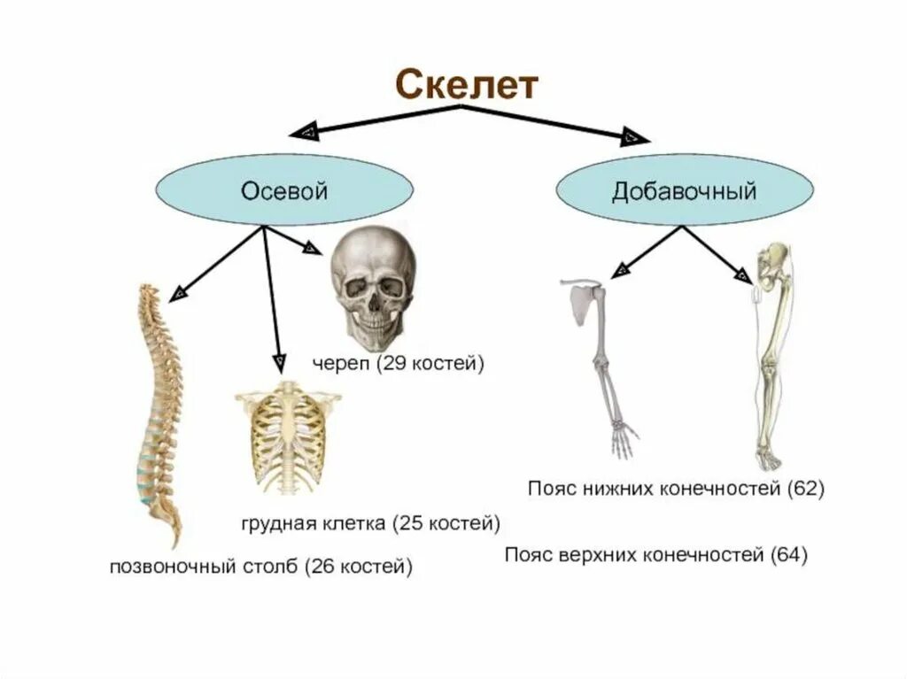 Скелет туловища скелет конечностей. Осевой скелет и добавочный скелет. Осевой скелет пояс. Осевой скелет, скелет туловища скелет конечностей.