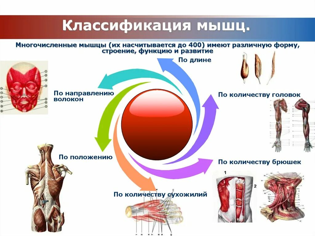 Мышцы их строение и функции. Классификация мышц. классификация и строение мышц. классификация мышц тела человека. классификация мышц анатомия.