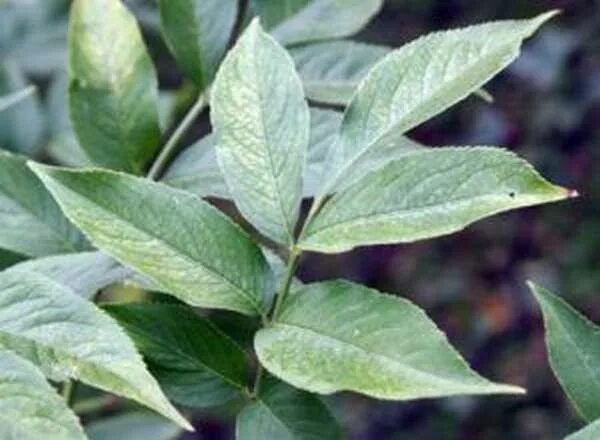 Box Elder (leaf) Plant leaves, Plant identification, Poisonous plants