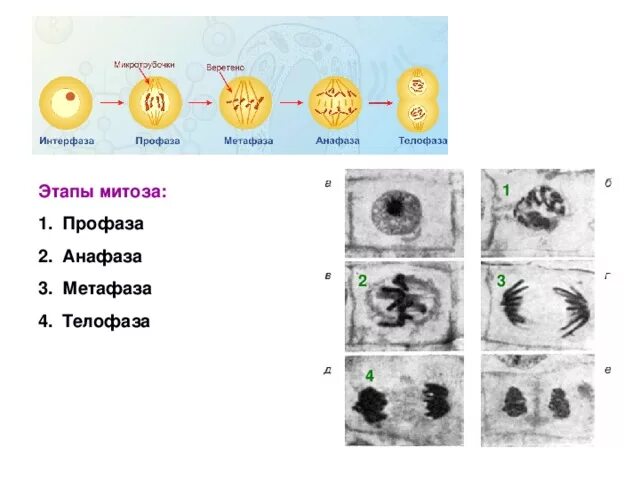 Мейоз фазы и процессы таблица. Фаза характеристика фазы мейоз. Сравнение фаз митоза и мейоза таблица. Фазы мейоза таблица 1 деление 2 деление. Фазы мейоза.