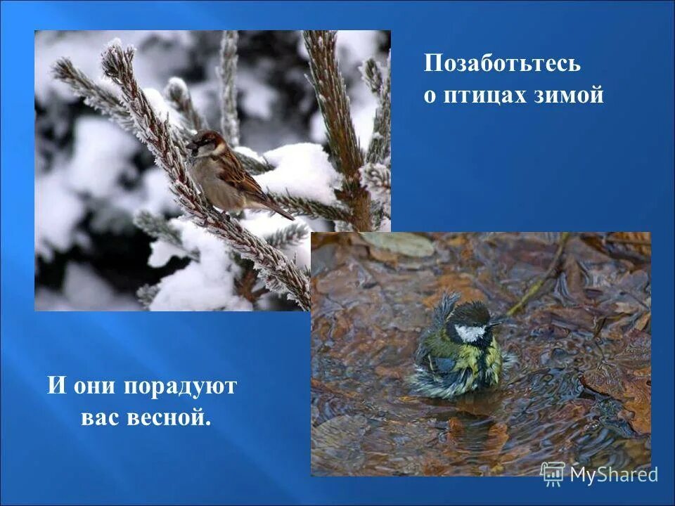 как нужно заботиться о птицах.