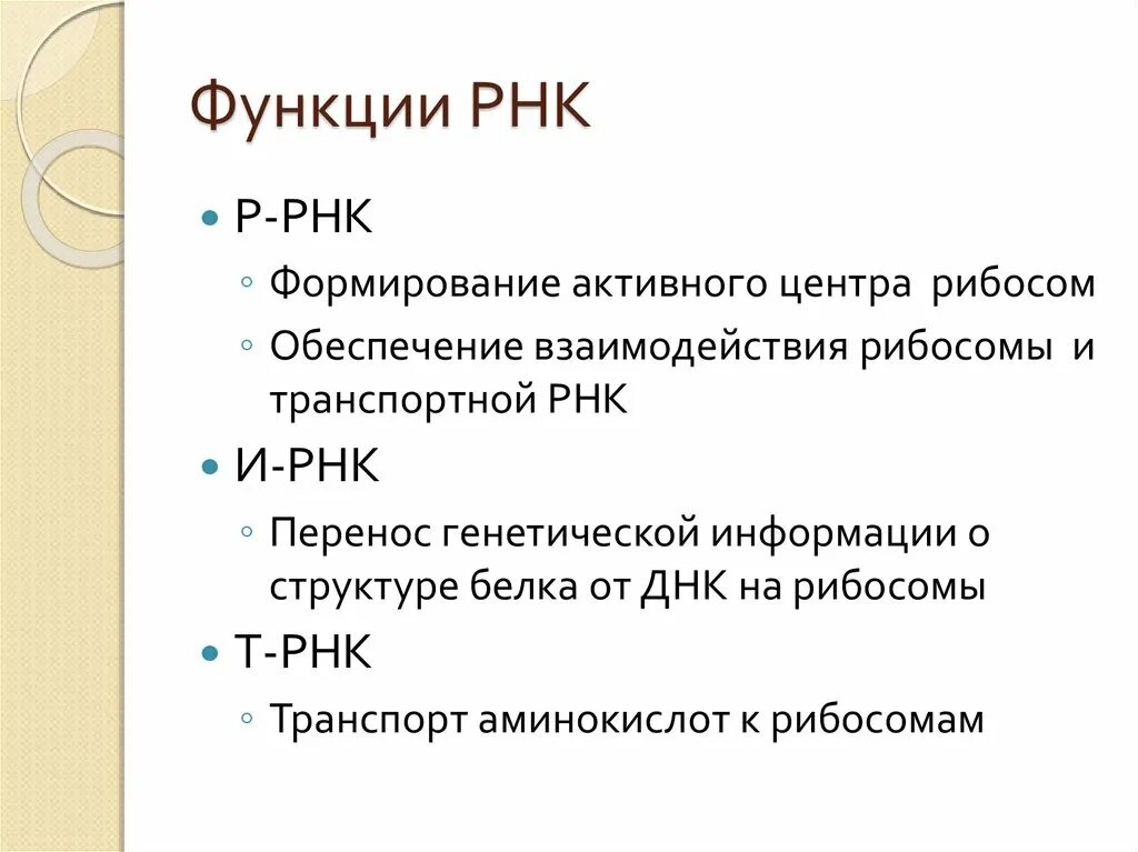 Функции информационной РНК. Функции ТРНК кратко. РНК строение и функции.