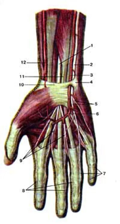 Ладонный апоневроз кисти. Ладонный апоневроз анатомия. Ладонные дуги анатомия. Анатомия срединного нерва на кисти.