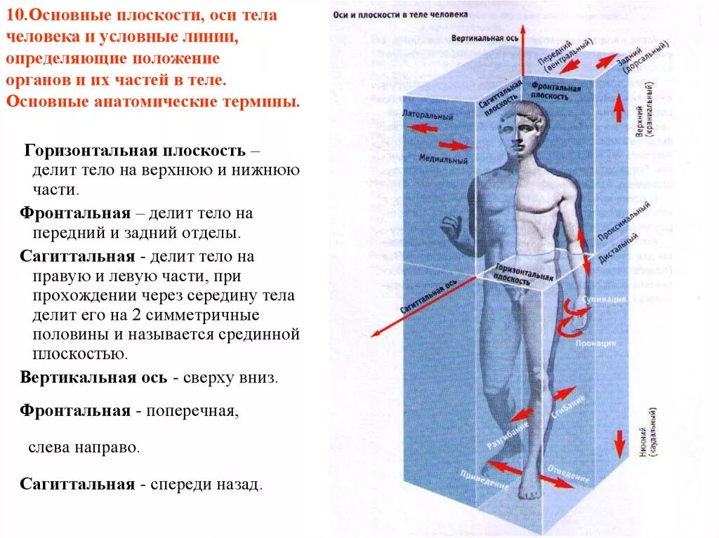 Тела тела тела дата выхода. Оси и плоскости в анатомии человека. Оси тела человека и условные линии. Основные плоскости оси тела человека и условные линии. Вертикальная ось человека.