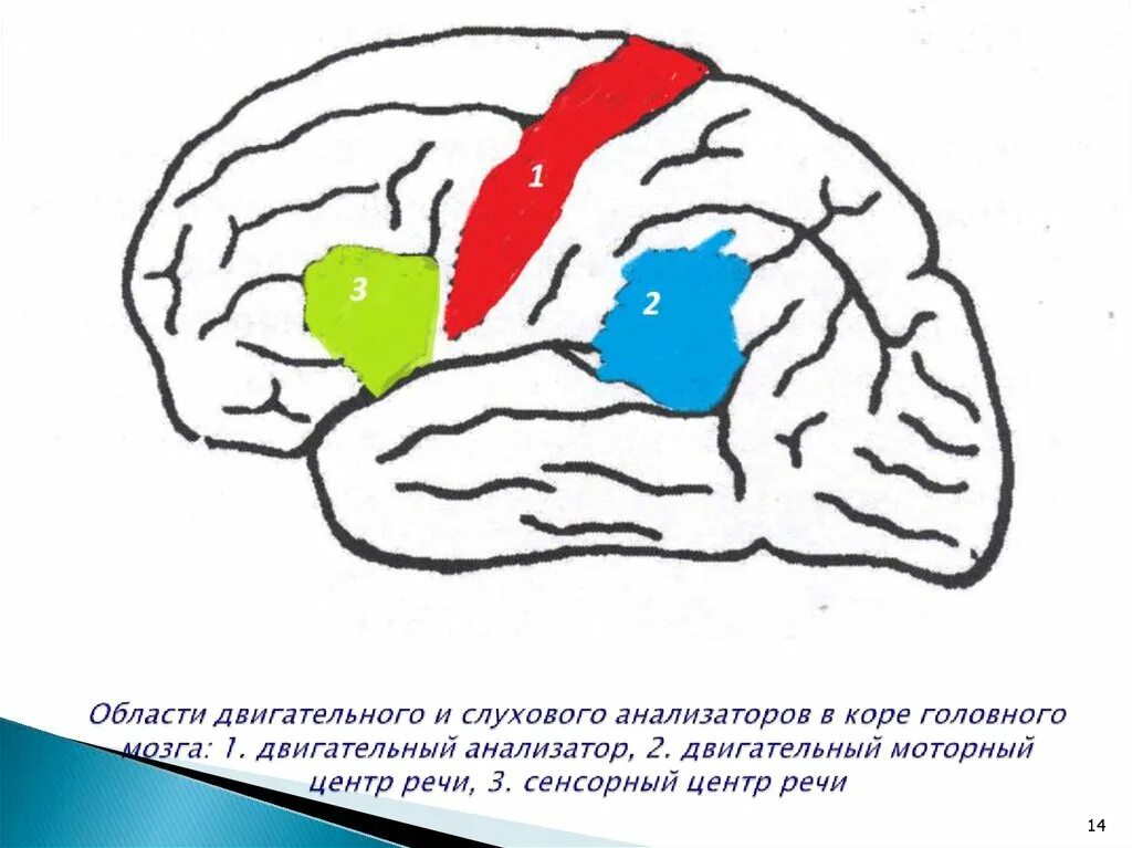 Двигательная зона коры мозга. Строение речедвигательного анализатора схема. Зоны анализаторов в коре головного мозга. Речедвигательный анализатор схема. Двигательный центр и зона Брока.