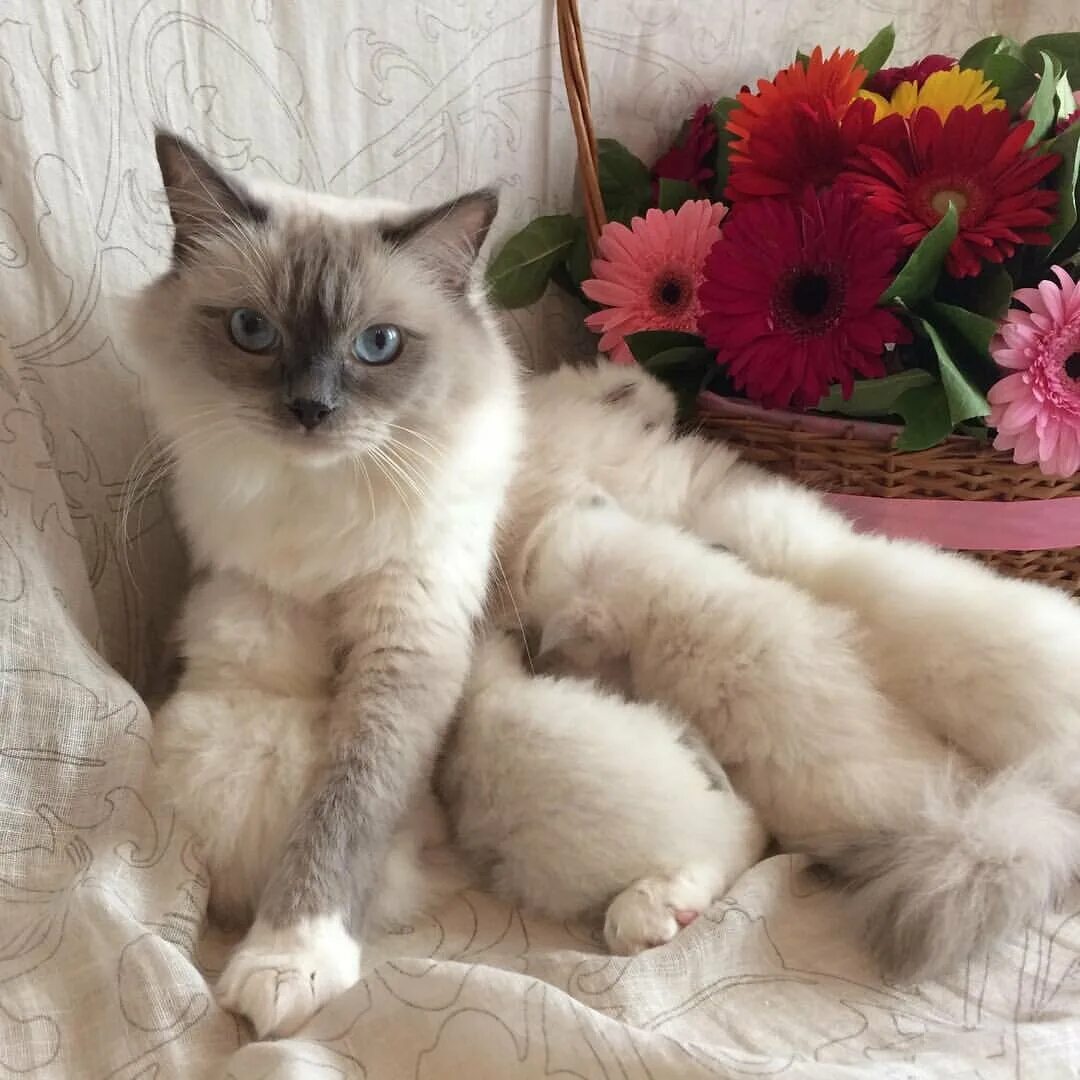 Кошки рэгдолл фото цена котят Рэгдолл: фото кошки, цена, описание породы, характер, видео, питомники Cute cats