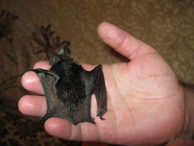 Очковый листонос. Летучая мышь средней полосы. Нильский крылан домашний. Герой летучая мышь. Алиса летучие мыши.