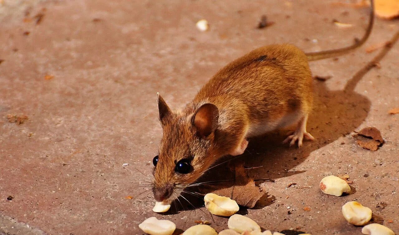 Коричневые мыши. Желтогорлая мышь. Желтогорлая Лесная мышь. O желтогорлая мышь (Apodemus flavicollis). Песчанка млекопитающее.