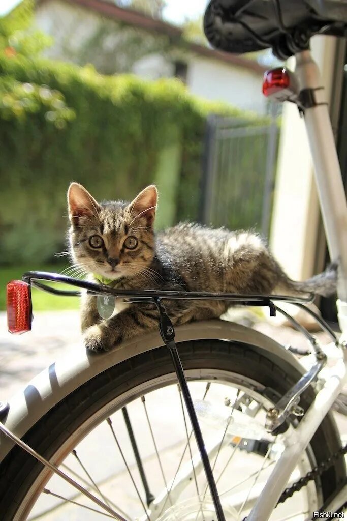 Кот едет на велосипеде. Кот на велике. кот на велосипе. кошачий велосипед. котенок на велосипеде.