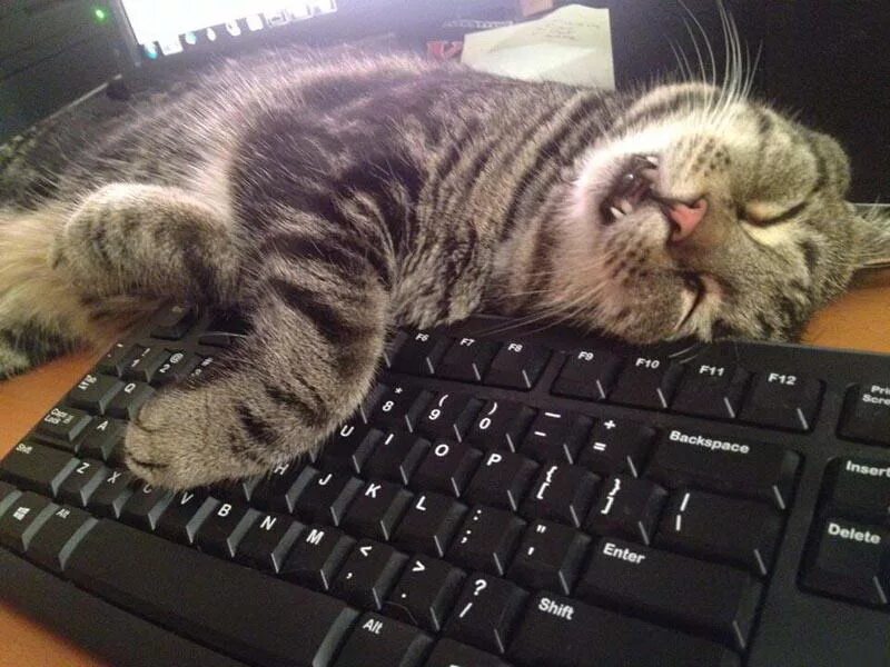 Котики игра устали