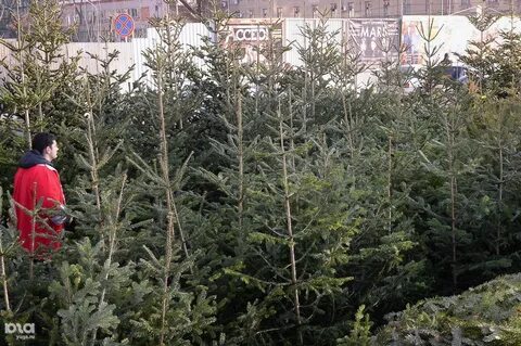 Елочные базары в краснодаре 2023