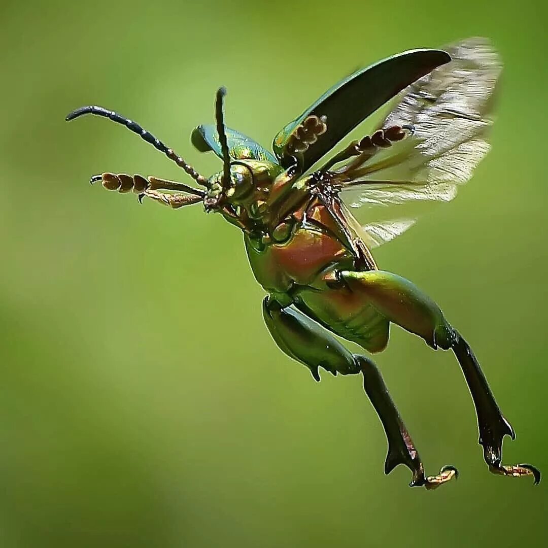 Insect legs. Жук самоëб. Членистоногие жуки. Жуки и бабочки. Светлячок насекомое.