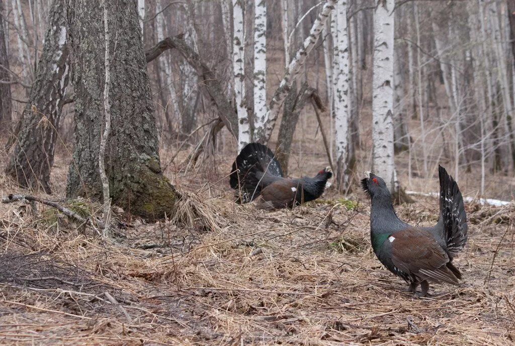 Копченый глухарь. Глухари, тетерева, вальдшнепы. Глухарь (Tetrao urogallus). Тетерев межняк. Обыкновенный Глухарь.