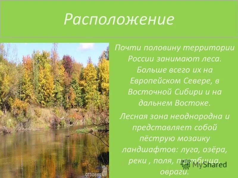 Какое лето в зоне лесов. Зона леса России.