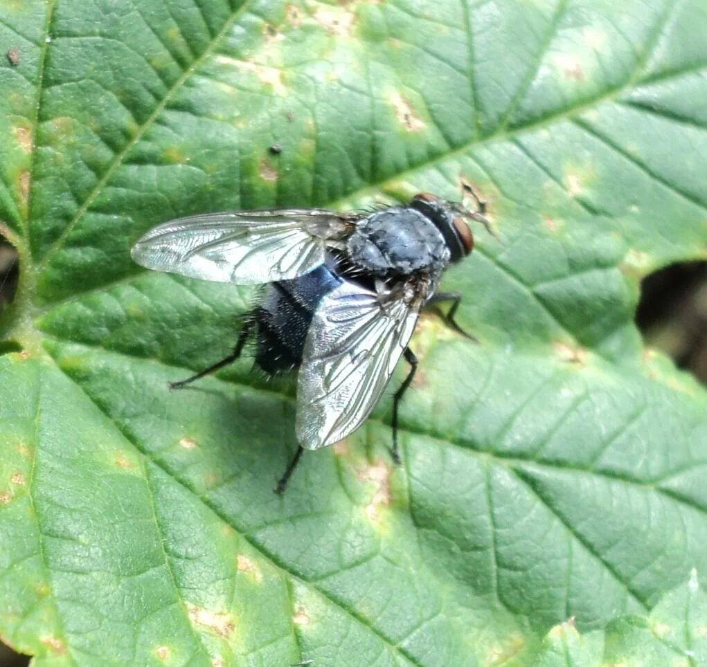 Синие мясные мухи. Синие мясные мухи. Падальная муха calliphora. Синяя падальная муха. Муха каллифора.