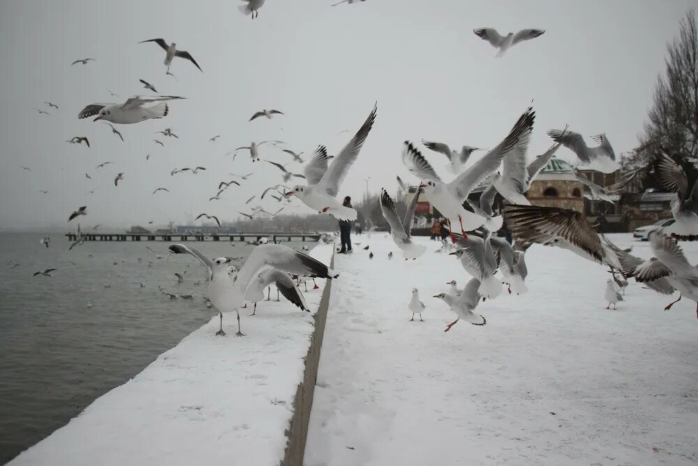 Питерские чайки. Озерная чайка полярная чайка. Зимняя чайка. Чайки на севере. Зима чайки море.