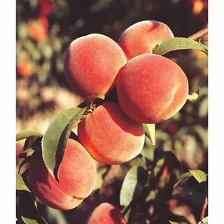 Peach plants