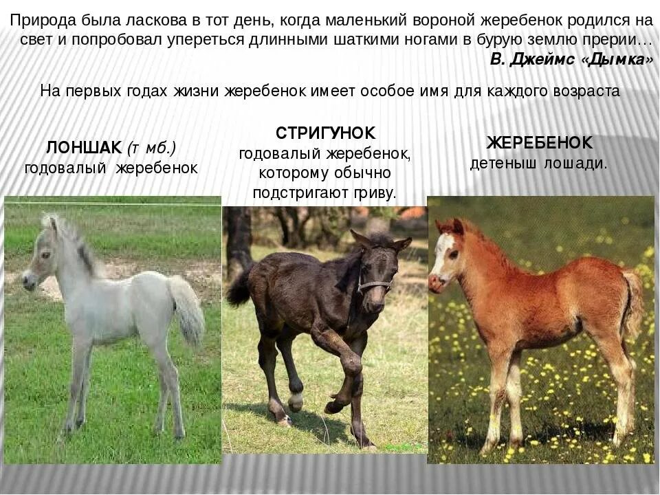 Детеныш лошади как называется