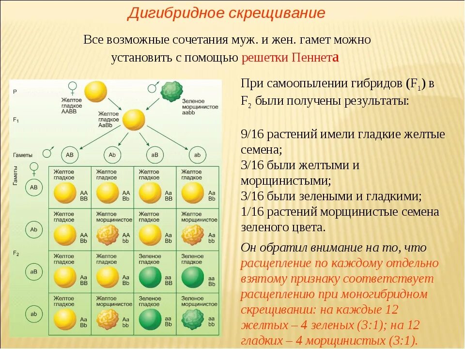 Родительские формы чистые линии. 3 Закон Менделя формулировка 9 класс. Таблица дигибридного скрещивания. Дигибридное скрещивание опыт Менделя. Схема дигибридного скрещивания гороха.