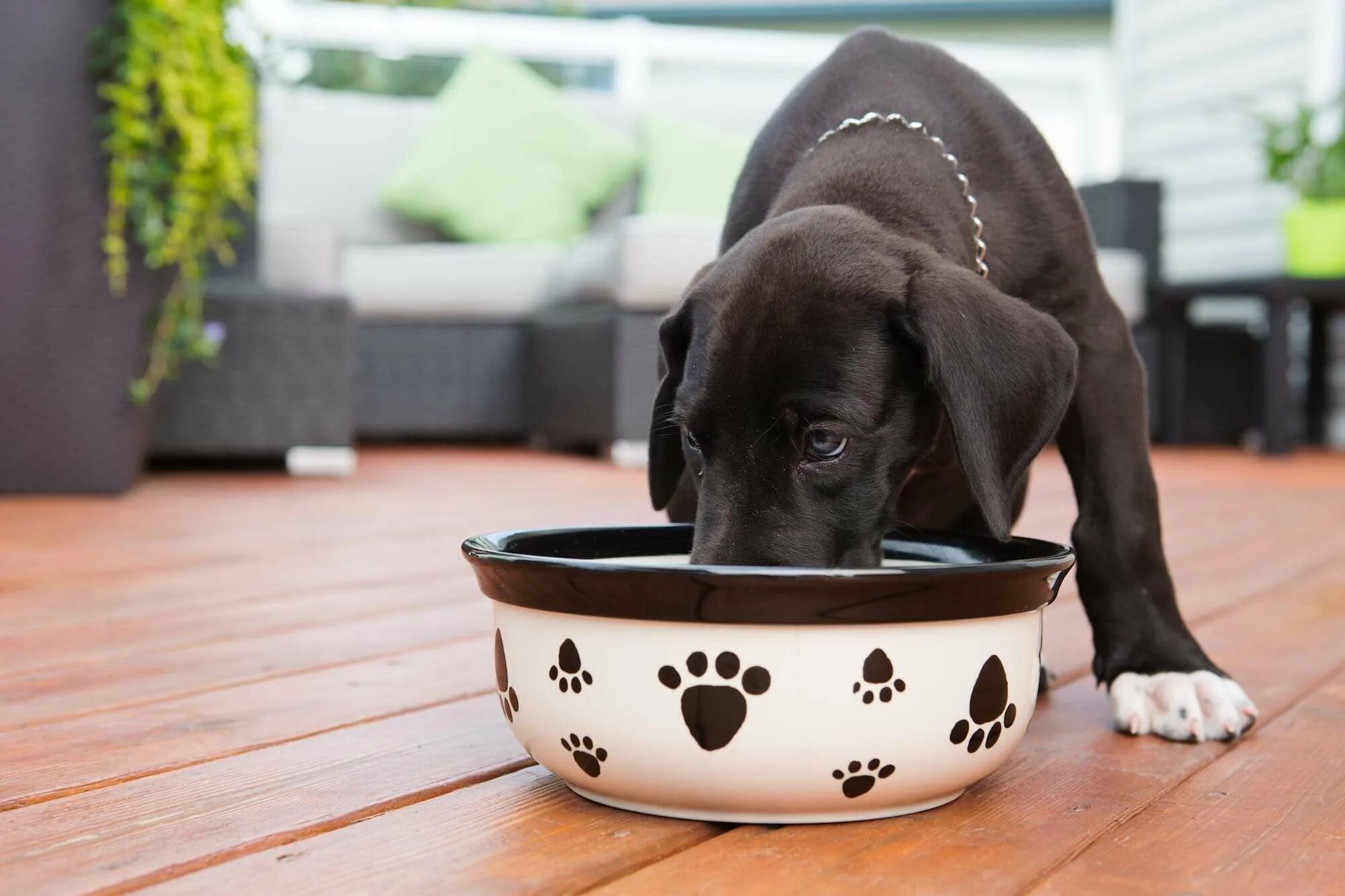 Dog bowls