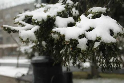 Лег первый снег