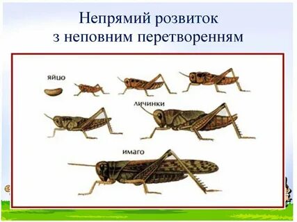 Кузнечик с полным превращением или нет
