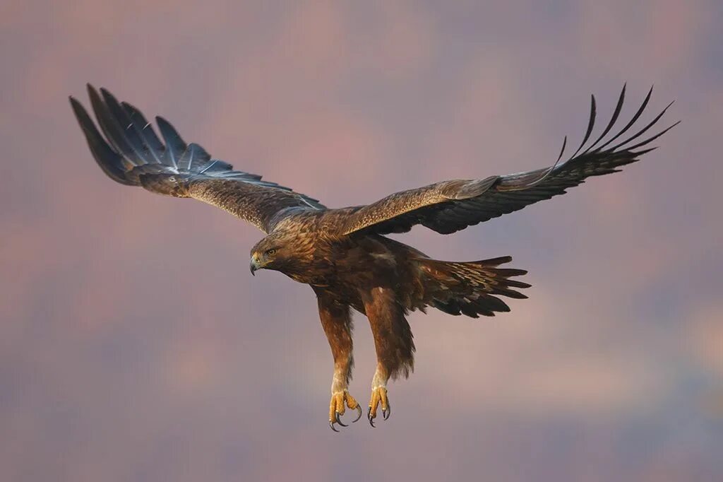 Беркут Aquila chrysaetos. Дальневосточный Беркут. Птица Беркут Халзан. Хищные птицы орёл Беркут. Российские орлы птицы