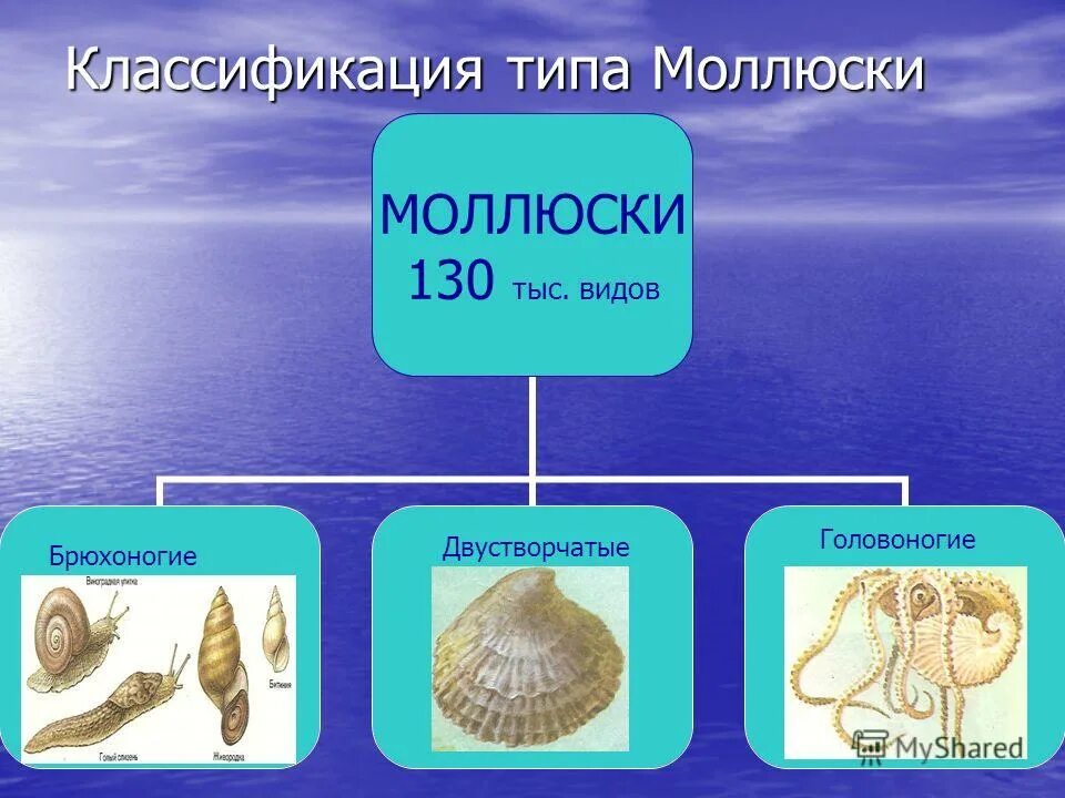 Брюхоногие моллюски классификация. Тип моллюски систематика. Брюхоногие и двустворчатые моллюски. Классификация моллюсков схема. Брюхоногие двустворчатые головоногие таблица