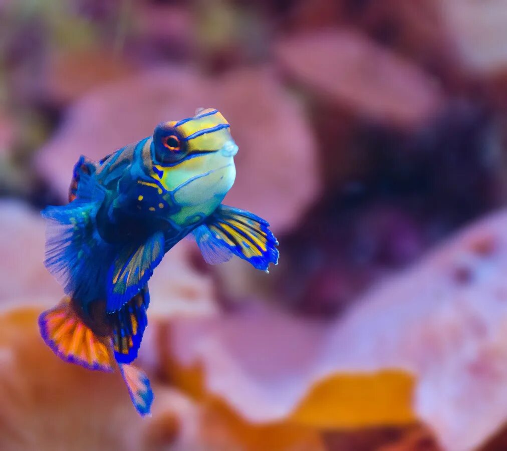 Мандаринка рыба. Аквариумная рыбка мандаринка. synchiropus splendidus. рыбка мандарин. мандаринка (китайский окунь).