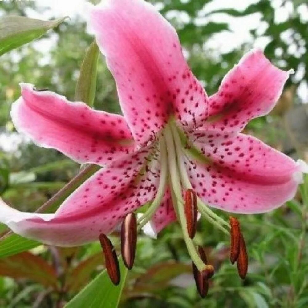 Лилия прекрасная рубрум. Лилия speciosum rubrum. Лилия видовая рубрум. Лилия СП рубрум.