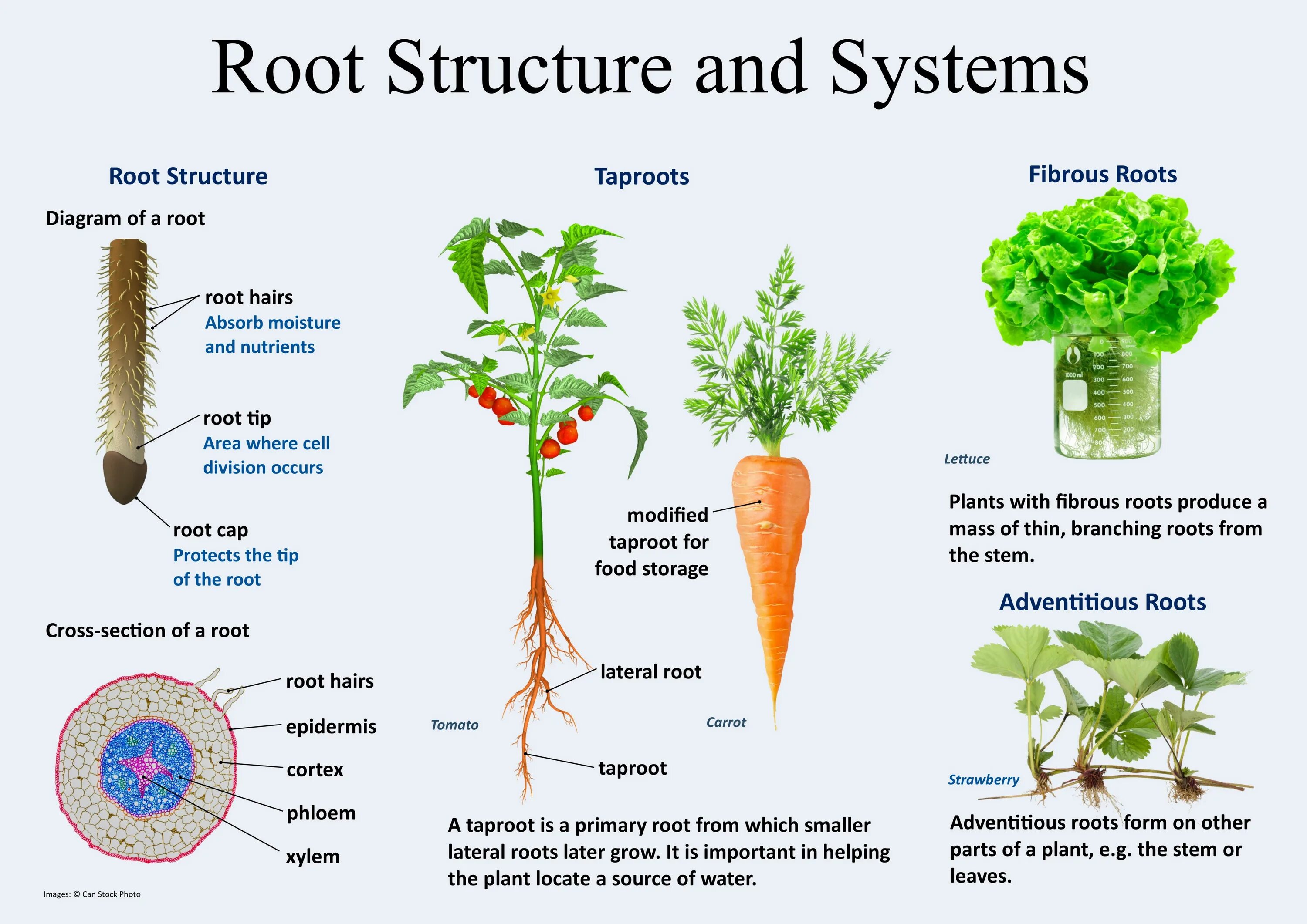Root structure. Types of roots. Plant structure. Plant root.