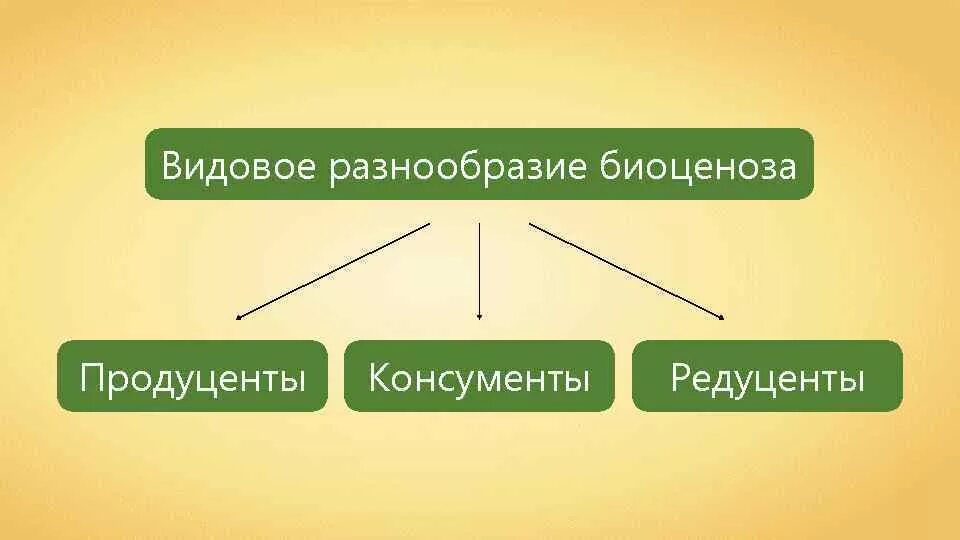 Видовое разнообразие естественной экосистемы. Видовое разнообразие биоценоза. Видовое разнообразие биогенеза. Видовое разнообразие биогеоценоза. Видовое многообразие биогеоценозов.