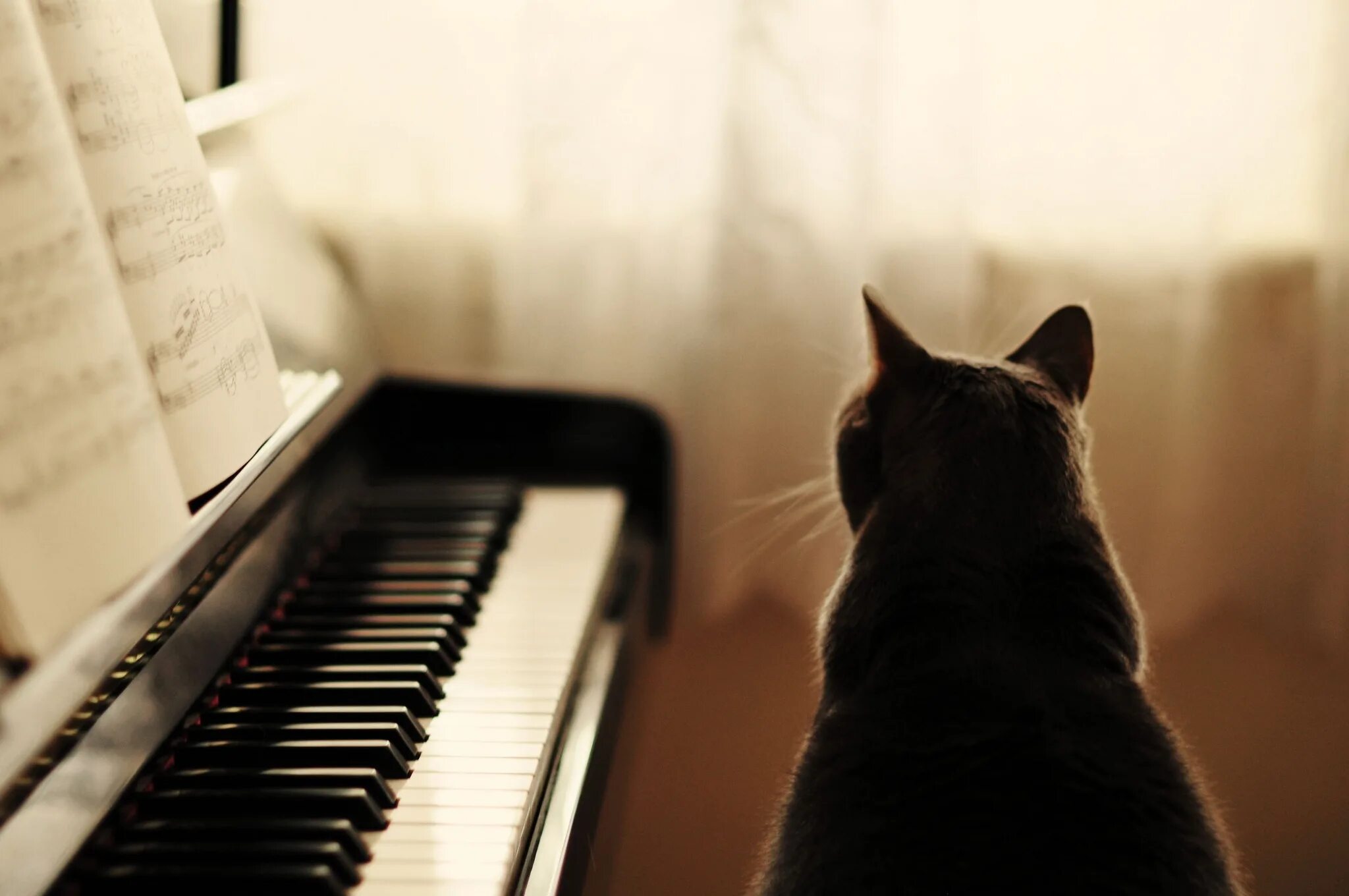 Кот на пианино. Кошка на пианино. Фортепиано. Кот за пианино. Любимые звуки кошек