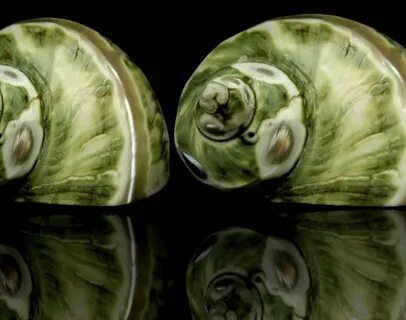 Зеленая ракушка