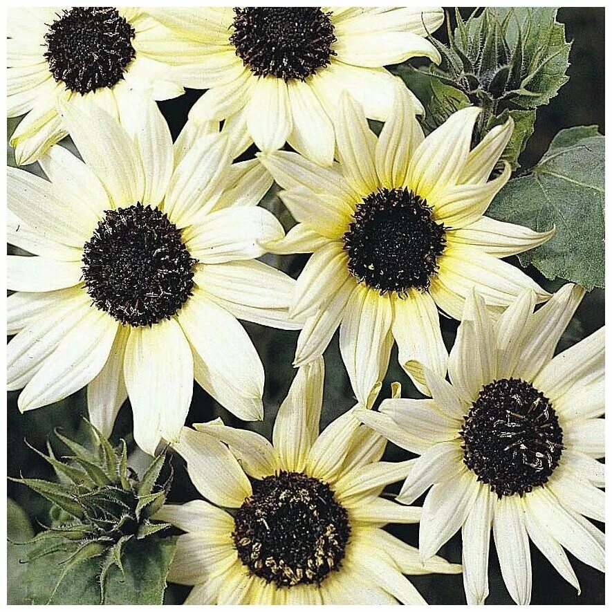 Подсолнечник крупноплодный посейдон. Белый подсолнух. Подсолнух white nite. Гелиантус подсолнух срезка. Белый подсолнух.