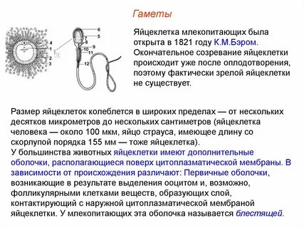 Яйцеклетка женщины содержит хромосомы