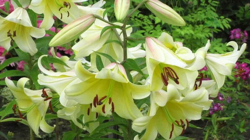Astonishing lilies - Wander Lord