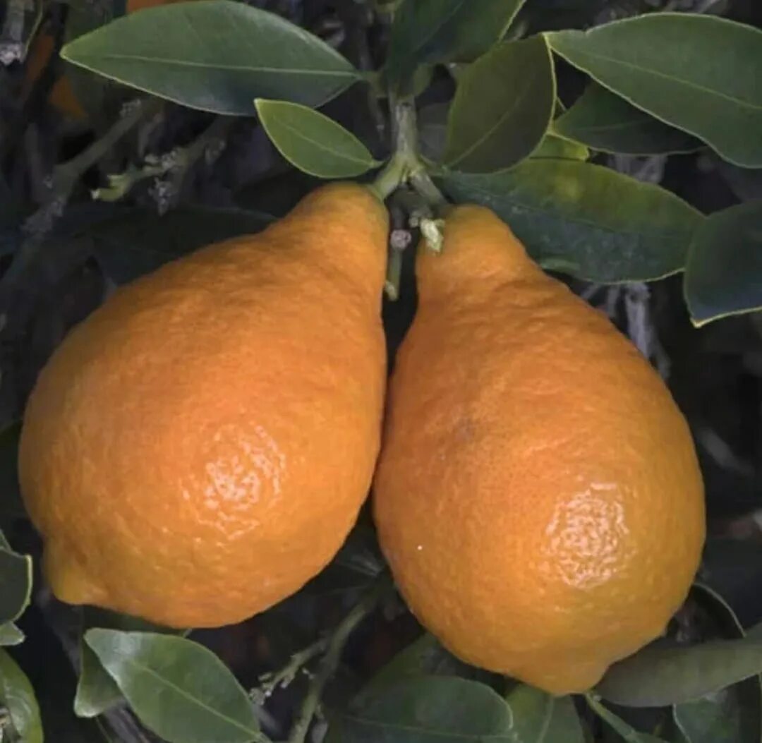 Оранжекват. Цитрус оранжекват. Оранжекват растение. Оранжекват гибриды цитрусовых. Мандаринкват индио.