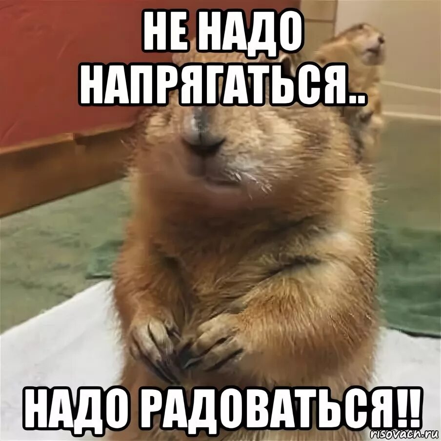 Не надо напрягаться. Надо радоваться не надо напрягаться. Мем не надо напрягаться. Фото надо радоваться не надо напрягаться. Надо