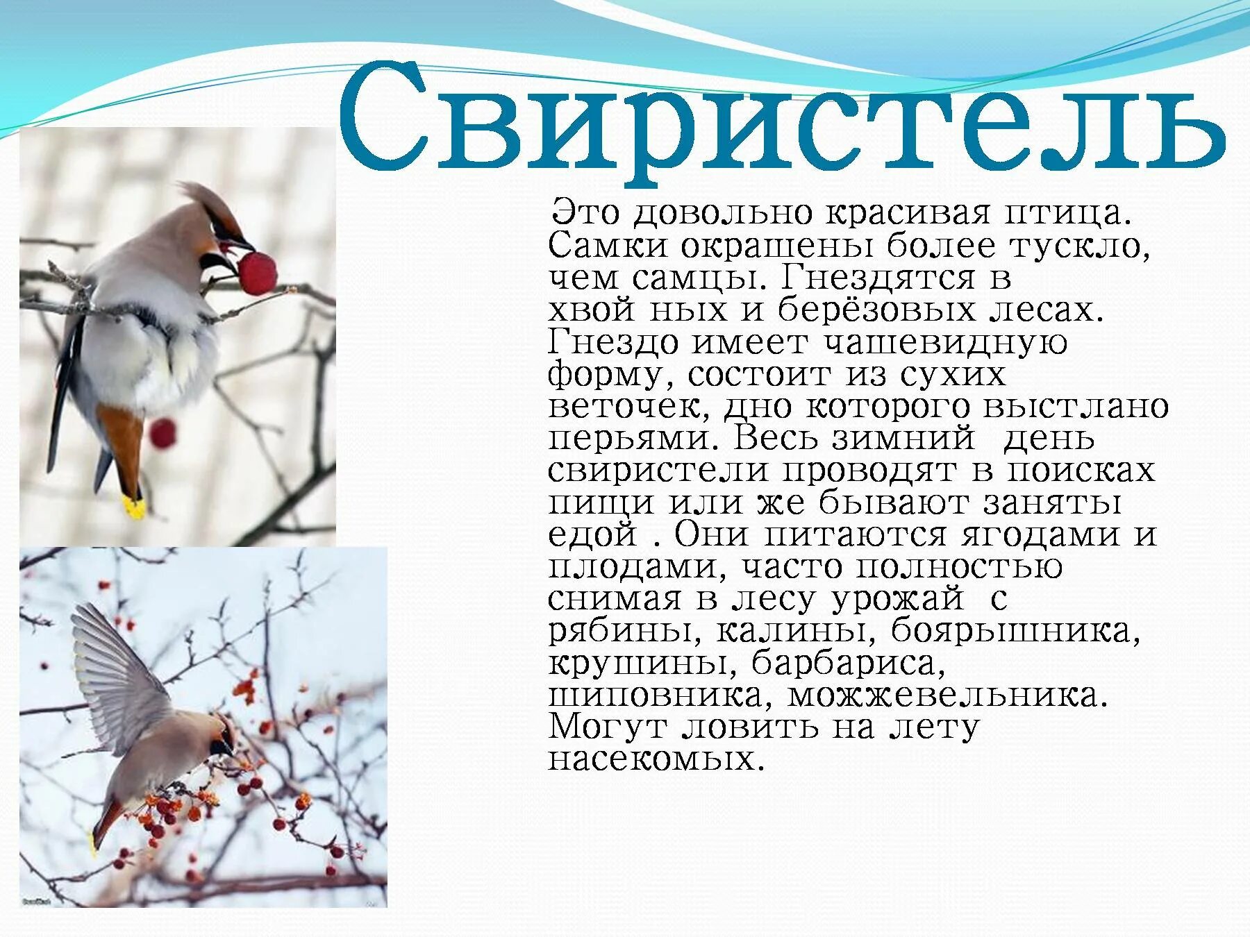 Доклад на тему класс птицы. Сообщение о птицах. Доклад про птиц. Сообщение о птицах 3 класс. Доклад о птице 3 класс.